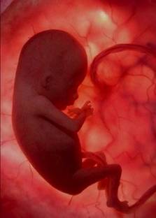 feto umano